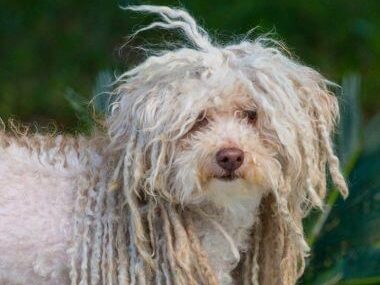 Chien avec un pelage en dreadlocks, couleur crème et marron, regard doux.