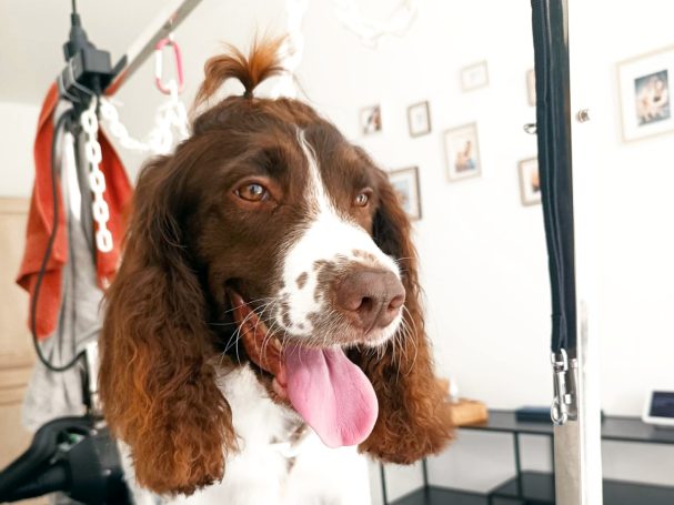 Un chien de race épagneul avec un sourire, dans un intérieur lumineux.