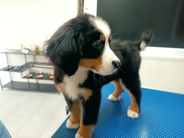 Chiot Bernois avec un pelage noir, blanc et roux, se tenant sur une surface bleue.