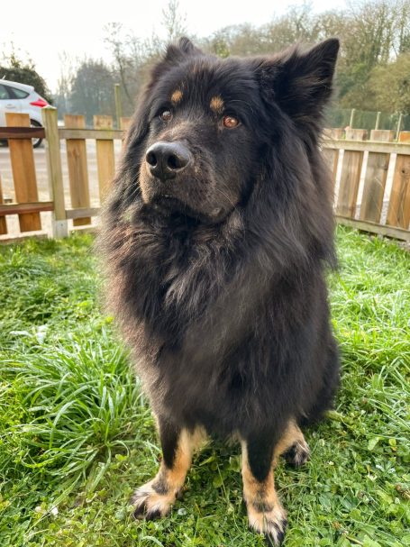 Chien de race Chow Chow, au pelage noir et brun, assis dans l'herbe.
