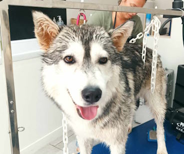 Un chien de type loup se tient sur une table de toilettage, souriant.