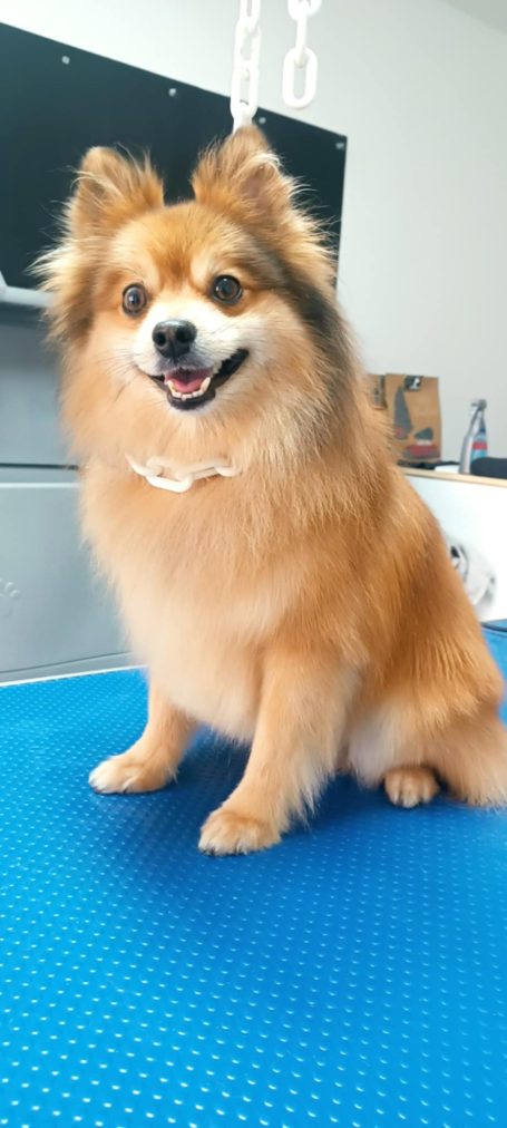 Un chien pomeranien assis, avec un pelage doré et un sourire amical.