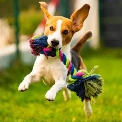 Beagle sautant avec un jouet en corde coloré dans la bouche.