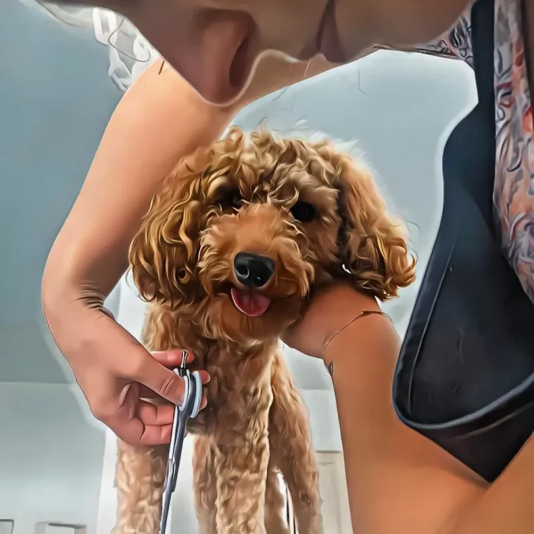 Un petit chien aux poils ébouriffés, avec une expression surprenante.