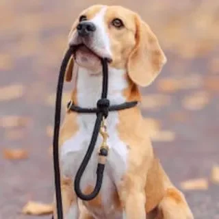 Un beagle tenant une laisse dans sa gueule, entouré de feuilles d'automne.