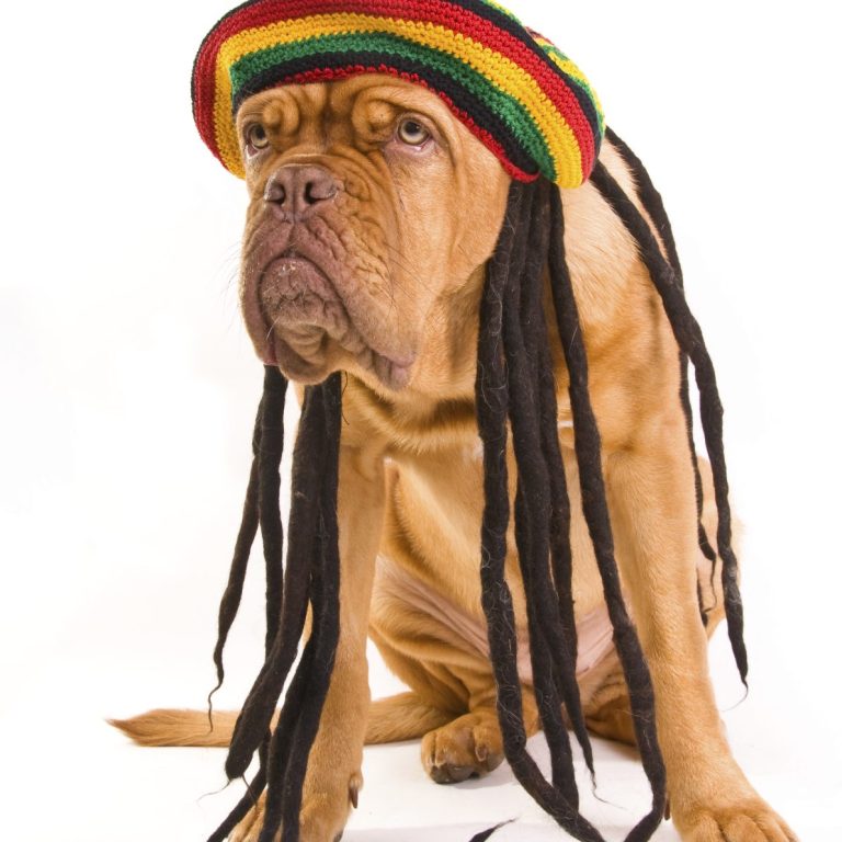 Chien avec un chapeau rasta et des dreadlocks, assis avec une expression sérieuse.