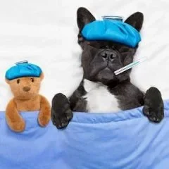 Un chien avec un bonnet bleu et un thermomètre, couché sous une couverture.