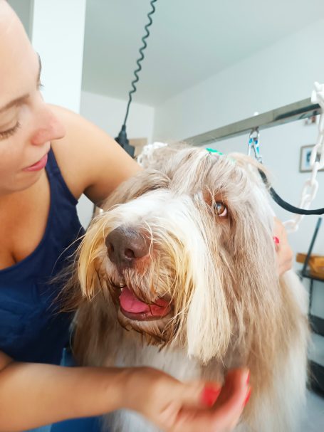 Femme caresse un chien barbu souriant dans un cadre intérieur.