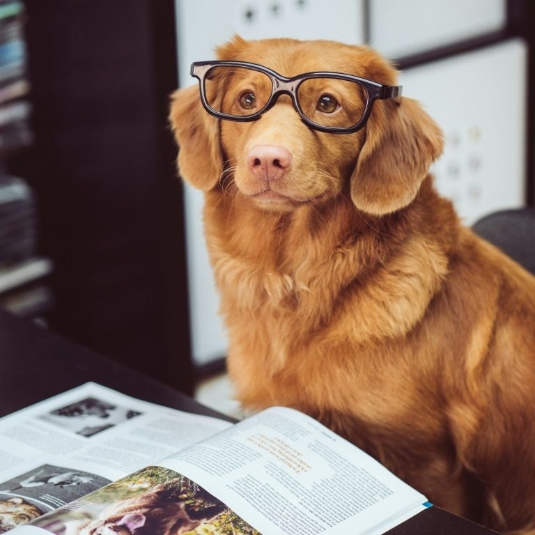 Un chien golden retriever portant des lunettes, assis devant un magazine.