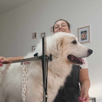 Femme souriante, toiletteur, nettoie un chien blanc à poils longs.