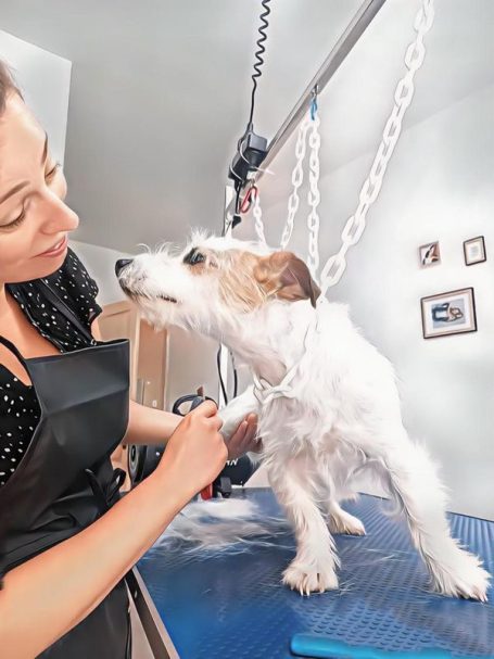 Une toiletteuse s'occupe d'un chien sur une table de toilettage.