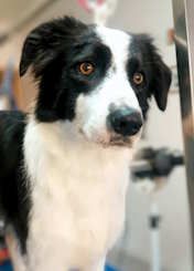 Un chien de race border collie, noir et blanc, avec de grands yeux brun clair.